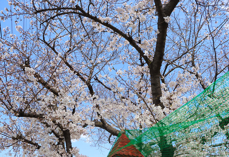 入園式